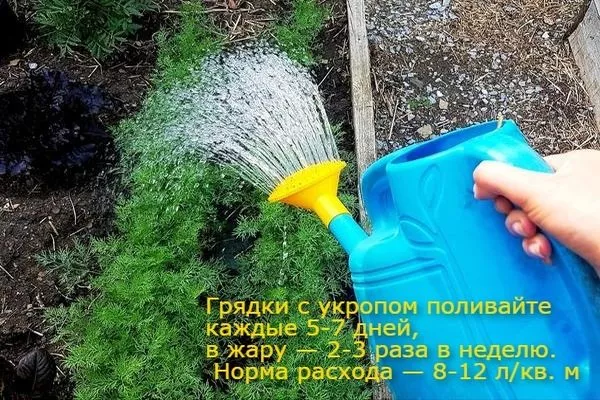 полив укропа Император