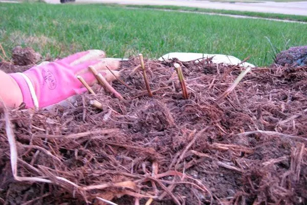 мульчирование обрезка пионов32