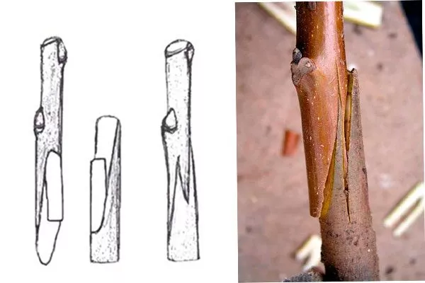 улучшенная копулировка
