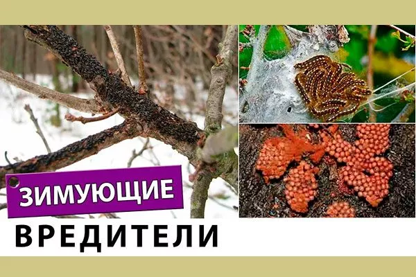 уничтожение зимующих стадий вредителей