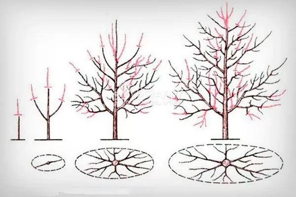 уплощенная Обрезка яблони615