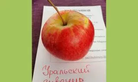 Уральский сувенир яблони уральское наливное17