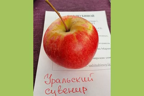Уральский сувенир яблони уральское наливное17