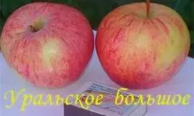 Уральское большое яблони уральское наливное18