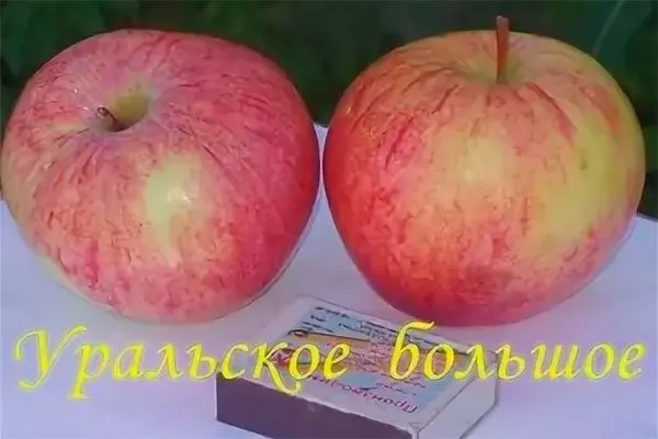 Уральское большое яблони уральское наливное18