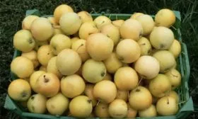 Урожай хранение яблони уральское наливное19