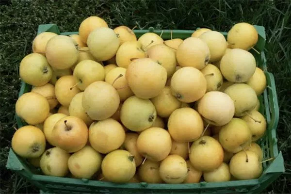 Урожай хранение яблони уральское наливное19