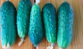 урожай огурцов Санькина любовь23