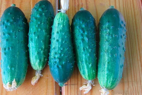 урожай огурцов Санькина любовь23