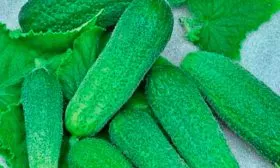 урожай огурцов Шопен20