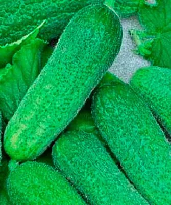 урожай огурцов Шопен20