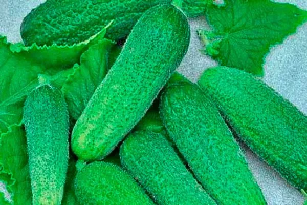 урожай огурцов Шопен20