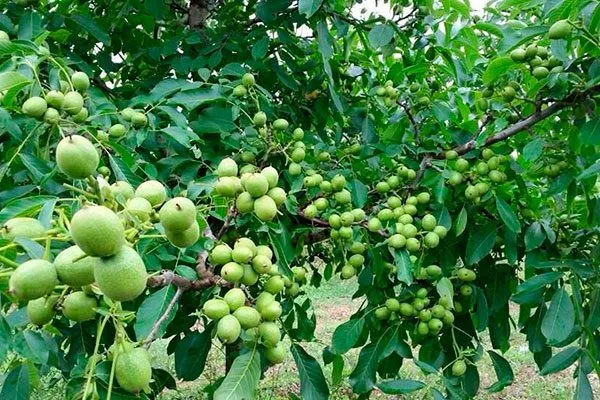 урожай Удобрение грецкого ореха27