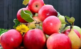 урожай яблони Августа