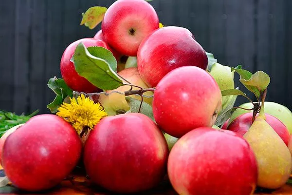 урожай яблони Августа