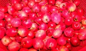 урожай Яблони Долго16