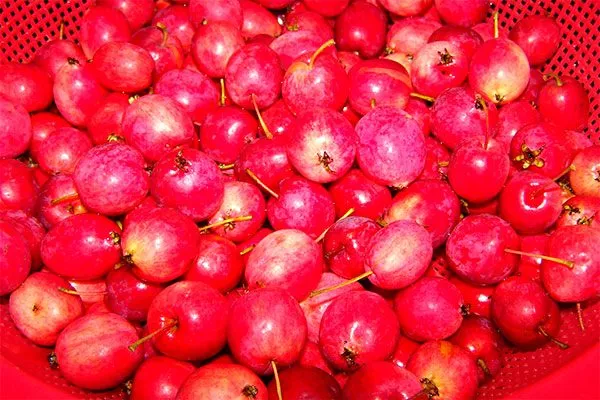 урожай Яблони Долго16