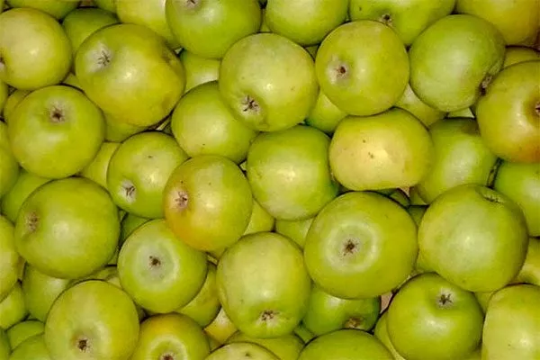 урожай яблони Семеренко