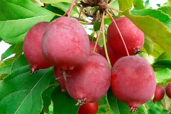 урожайность Яблони Долго17