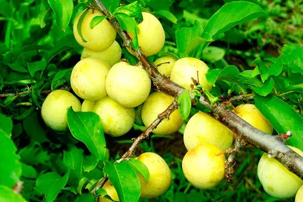 Уссурийская