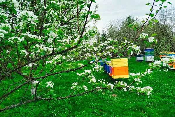 Устанавливайте улья возле сада Опыление груши17