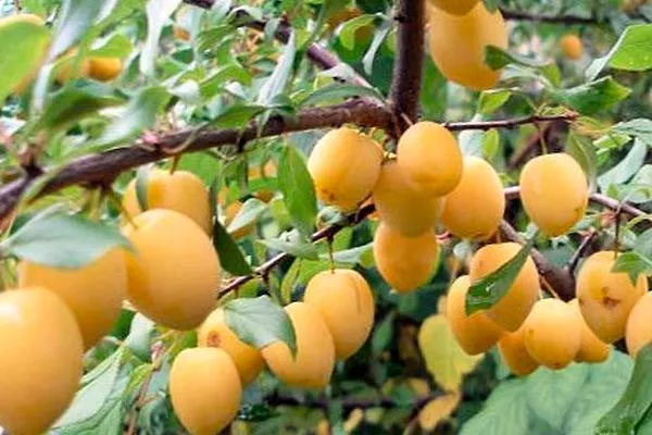 Утро для сибири и урала60