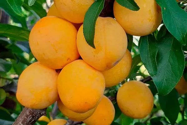 Утро Осыпание сливы22