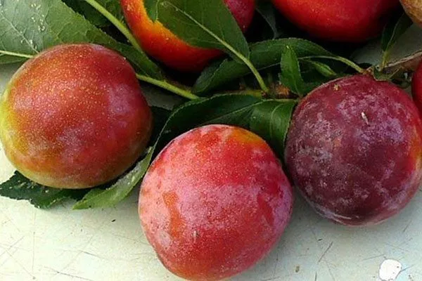 Увельская для сибири и урала58