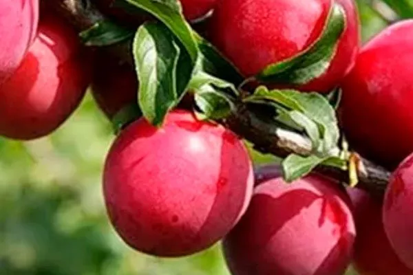 Уйская для сибири и урала59