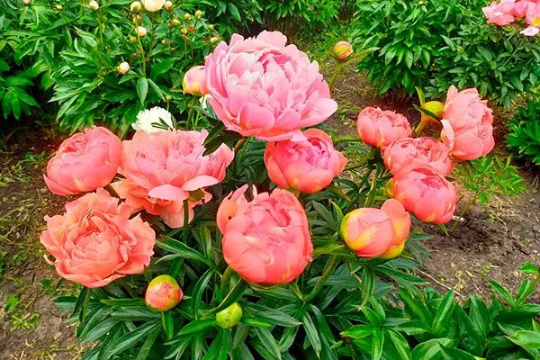 в бутонах пиона Корал Чарм