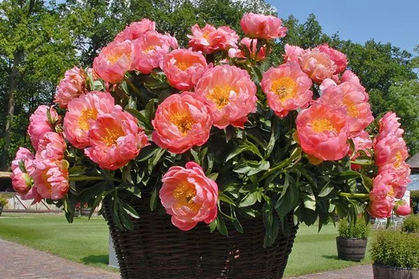 в дизайне пиона Корал Чарм