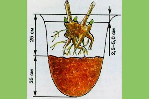в горшке посадка пионов1