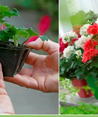 В каких случаях требуется пересадка пересадка герани1