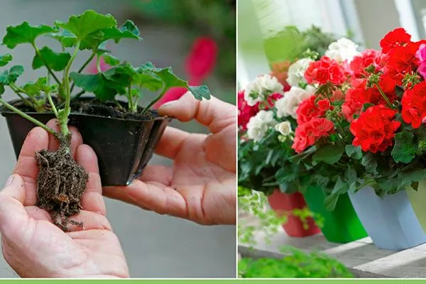 В каких случаях требуется пересадка пересадка герани1