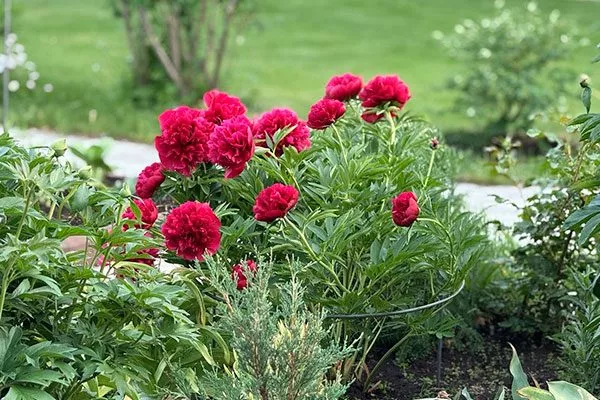 в ландшафте пиона Ред Чарм2