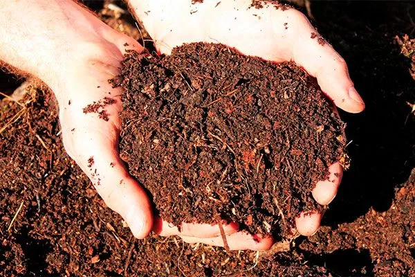 В лунку закладывайте органических удобрений Подкормка алычи7