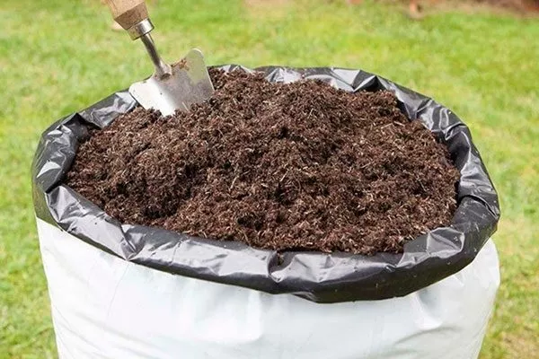 в почву перегной или компост как удобрять пеларгонию11