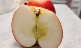 в разрезе Яблоня Беркутовское5