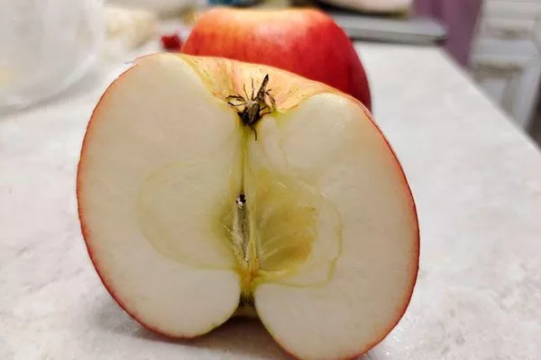 в разрезе Яблоня Беркутовское5