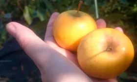 в руке плоды яблони уральское наливное2