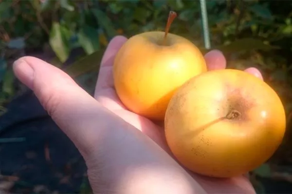 в руке плоды яблони уральское наливное2