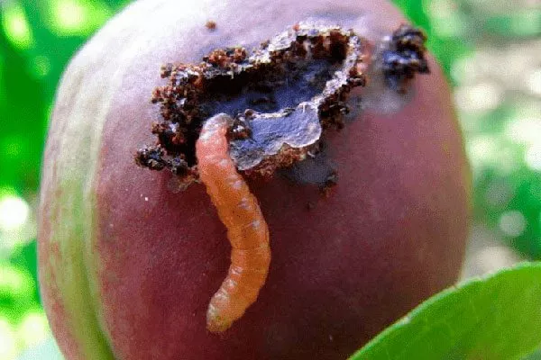 в сливе 2 меры борьбы5