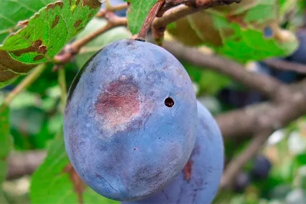 в сливе меры борьбы6