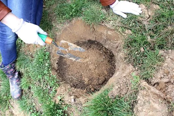 В центре ямы сформируйте небольшой холмик, на который установите корневище растения пересадка пионов1