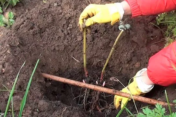 В центре ямы сформируйте небольшой холмик пересадка пионов2