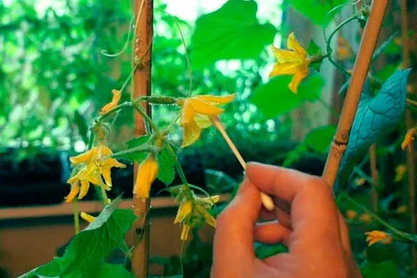 ватные палочки