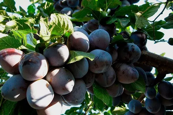 Венгерка итальянская и ажанская