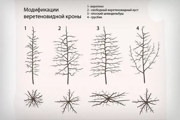 Веретеновидная крона (шпиндельбуш) Обрезка яблони11