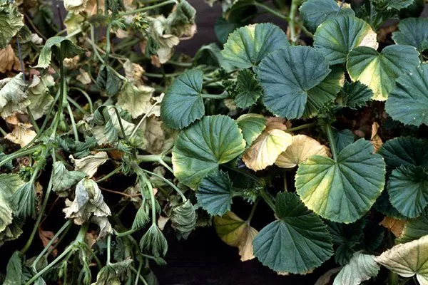 Вертициллезное увядание пеларгонии болезни у пеларгонии2