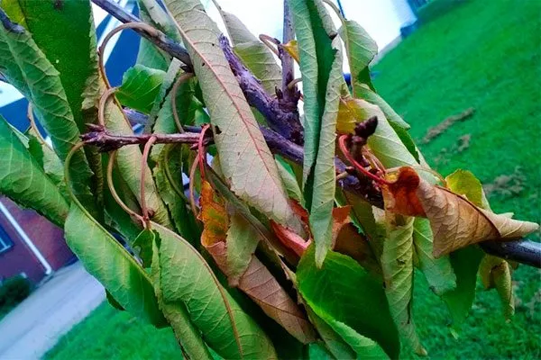 Вертициллёз болезни сливы3